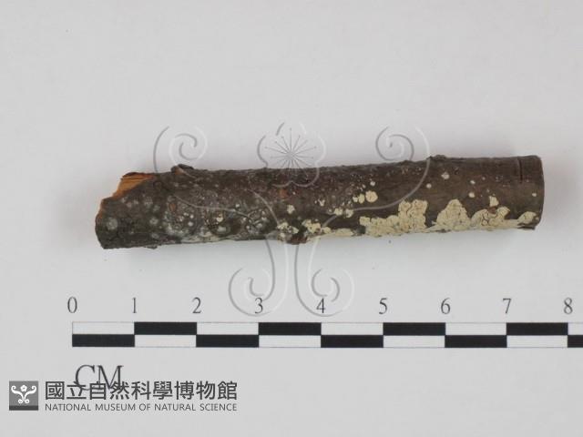 登錄號:F0017769藏品圖，第3張
