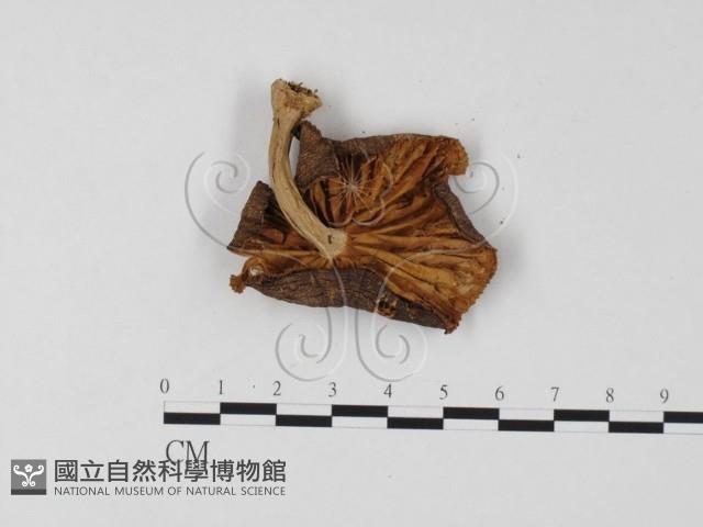 登錄號:F0025769藏品圖，第3張