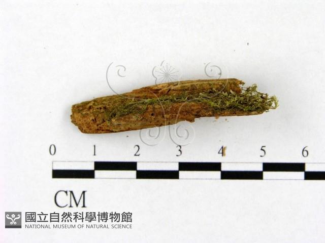 登錄號:F0015769藏品圖，第3張