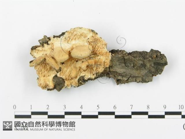 登錄號:F0019769藏品圖，第1張