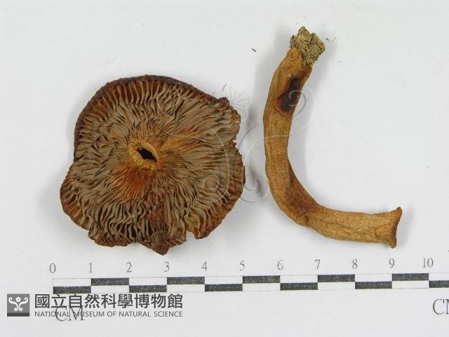 登錄號:F0003769藏品圖，第3張