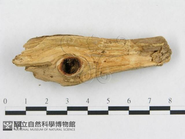 登錄號:F0006569藏品圖，第3張