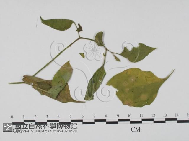 登錄號:F0016569藏品圖，第3張