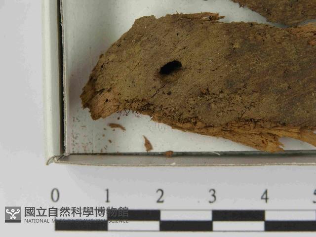 登錄號:F0021569藏品圖，第3張