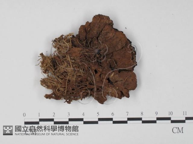 登錄號:F0011569藏品圖，第3張