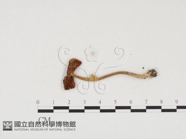 登錄號:F0024569藏品圖，第3張