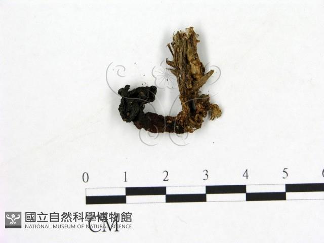 登錄號:F0004569藏品圖，第3張