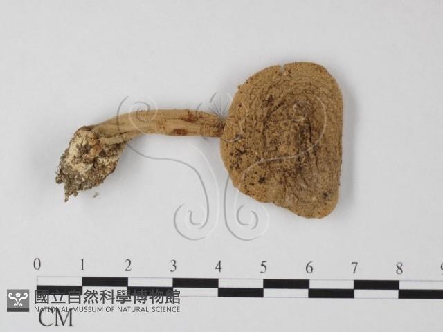 登錄號:F0014569藏品圖，第1張