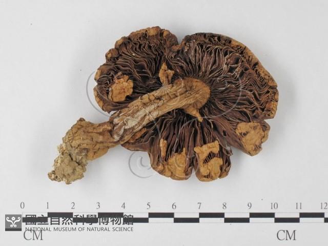 登錄號:F0012569藏品圖，第3張