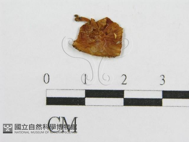 登錄號:F0007569藏品圖，第3張