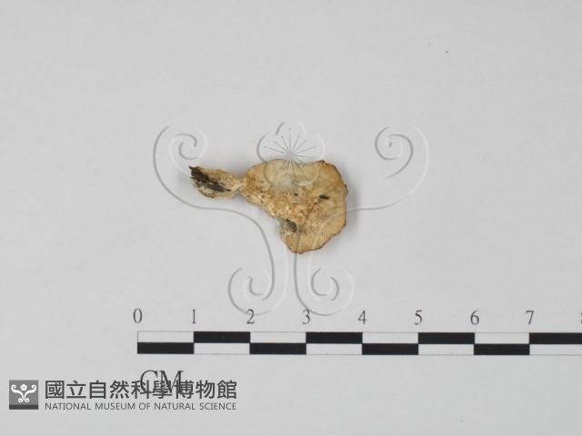 登錄號:F0017569藏品圖，第3張