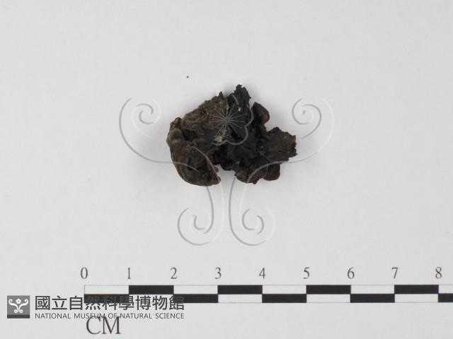 毛木耳藏品圖，第3張