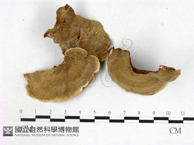 登錄號:F0005569藏品圖，第3張