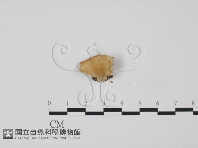 登錄號:F0015569藏品圖，第3張