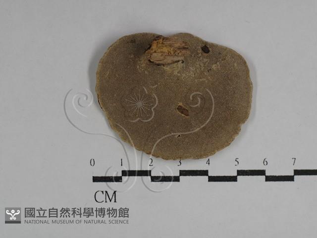 多孔菌屬藏品圖，第3張