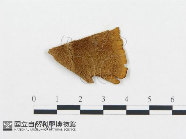 登錄號:F0009569藏品圖，第3張