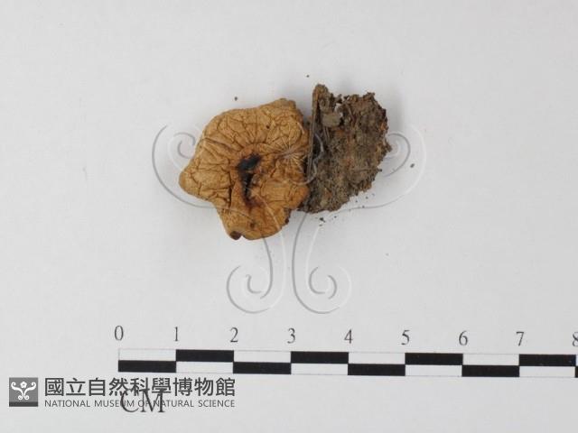 登錄號:F0023569藏品圖，第3張