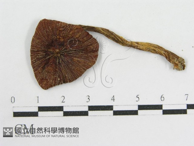 粉褶菌屬藏品圖，第3張