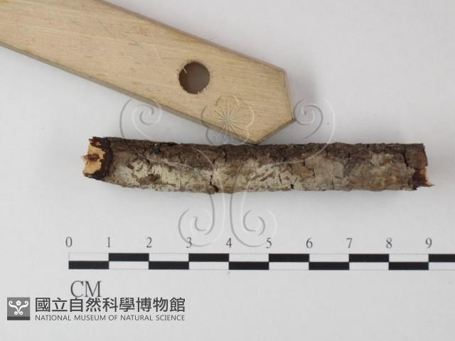 登錄號:F0013569藏品圖，第3張