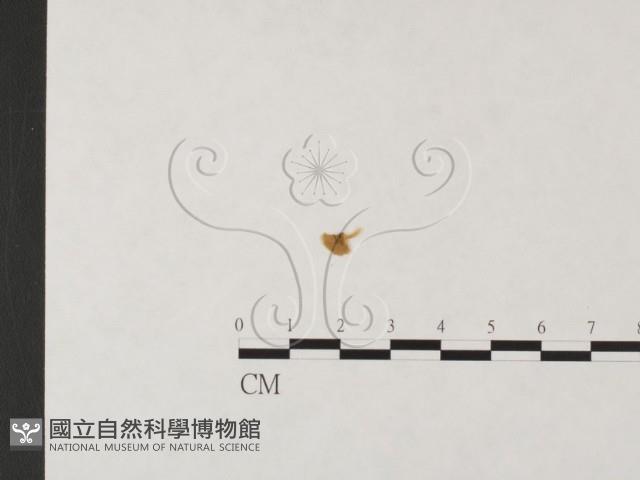 發光小菇藏品圖，第3張