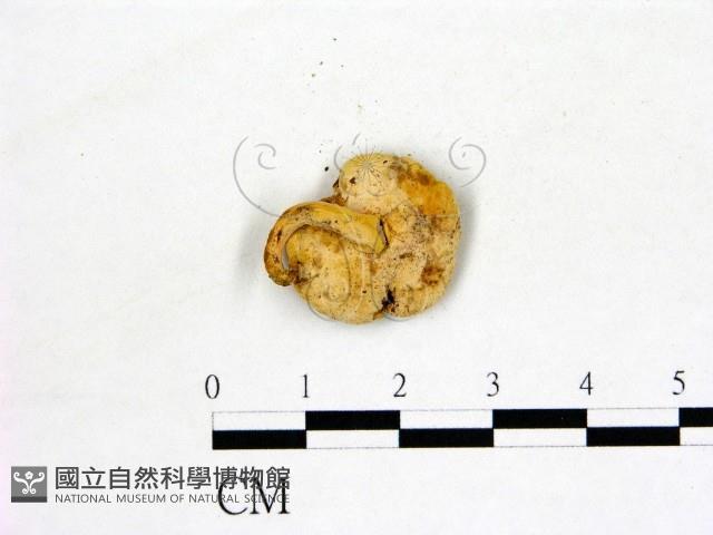 登錄號:F0010169藏品圖，第3張