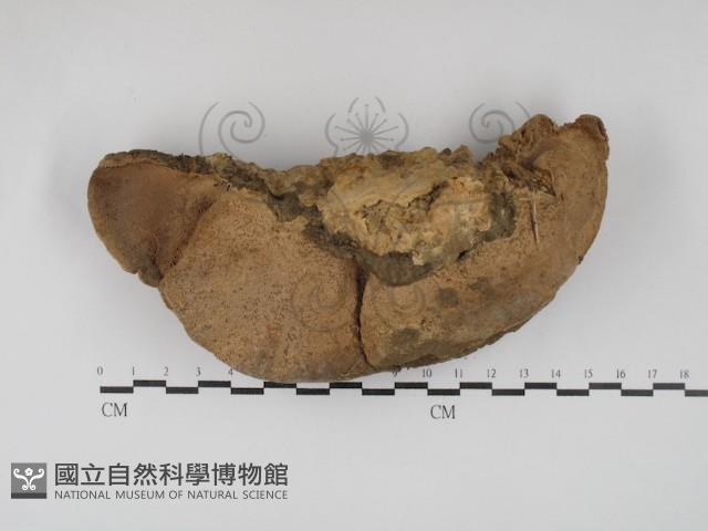 登錄號:F0030169藏品圖，第3張
