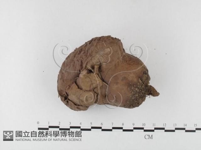 紫色禿馬勃藏品圖，第3張