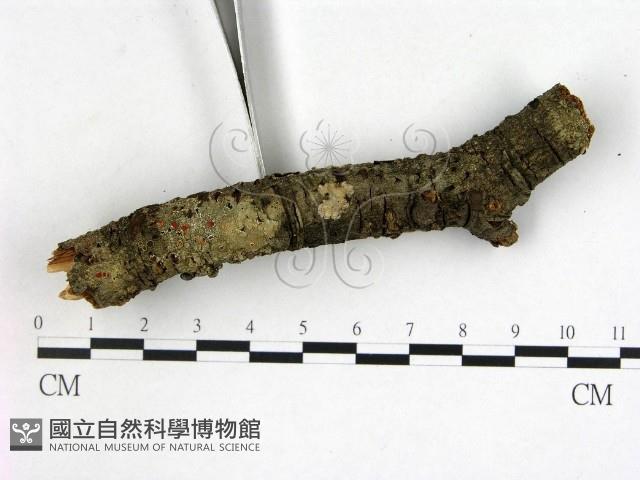 登錄號:F0001169藏品圖，第3張