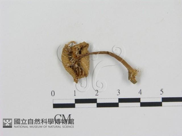登錄號:F0011169藏品圖，第3張