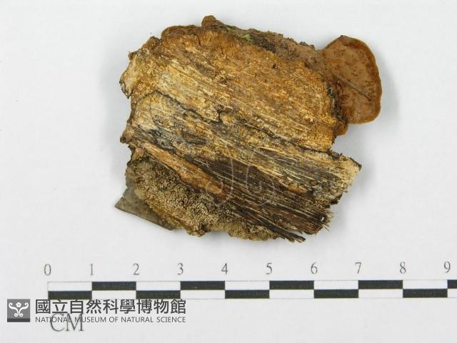 登錄號:F0014169藏品圖，第3張