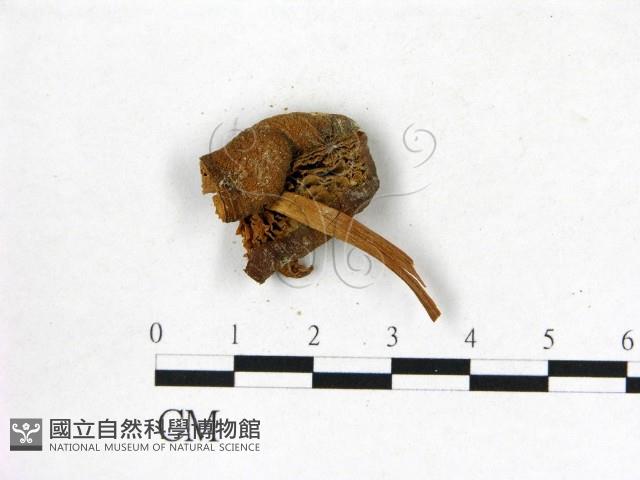 登錄號:F0002169藏品圖，第3張