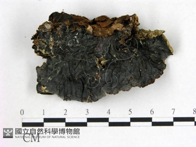 登錄號:F0007169藏品圖，第3張