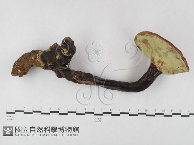 登錄號:F0025169藏品圖，第3張