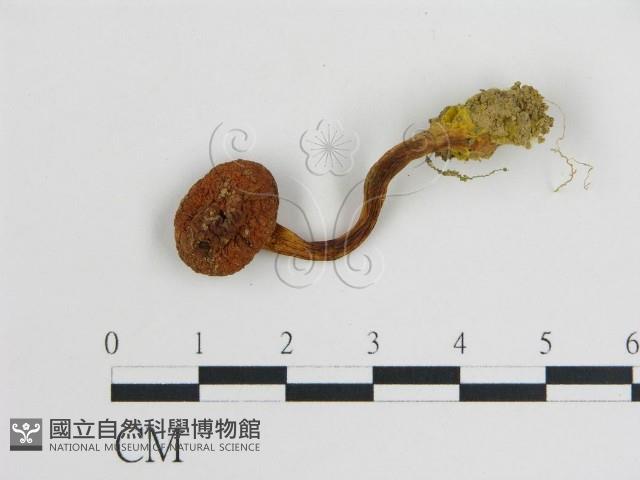 登錄號:F0005169藏品圖，第3張