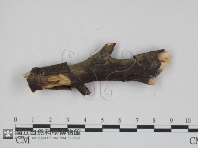 登錄號:F0009169藏品圖，第3張