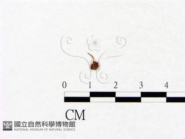 小菇屬藏品圖，第3張