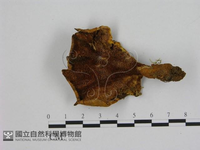 登錄號:F0008069藏品圖，第3張