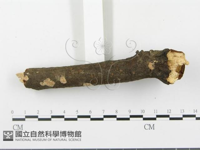 登錄號:F0020069藏品圖，第3張