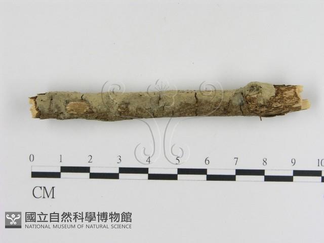 登錄號:F0000069藏品圖，第3張