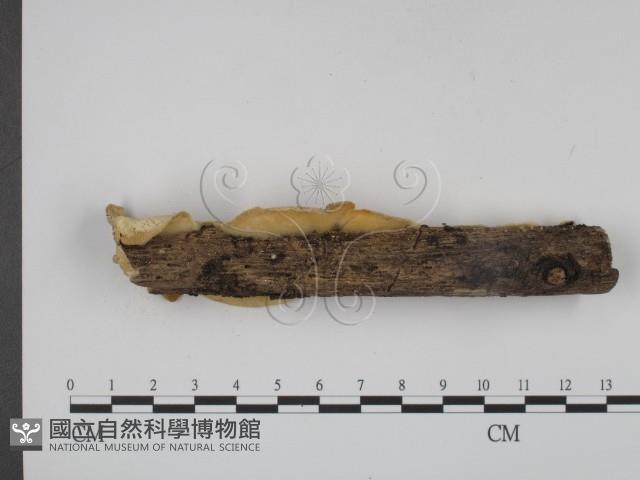 登錄號:F0010069藏品圖，第3張