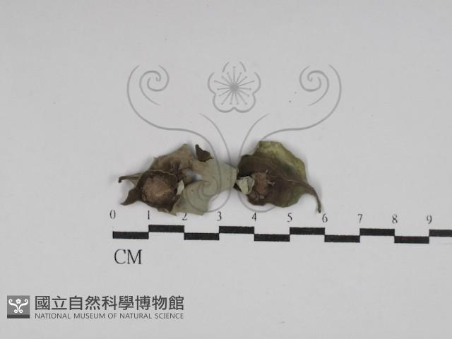 登錄號:F0030069藏品圖，第1張