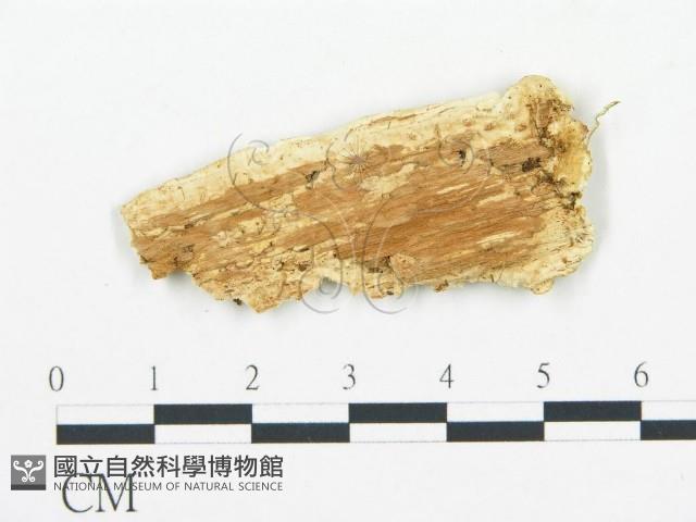 登錄號:F0006069藏品圖，第3張