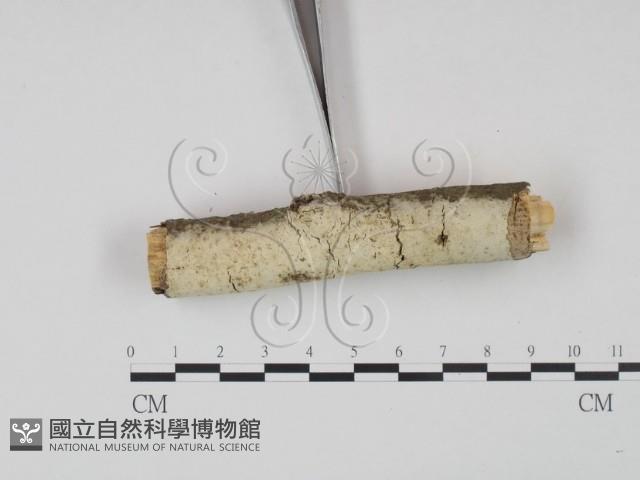 剛毛絲皮菌藏品圖，第3張