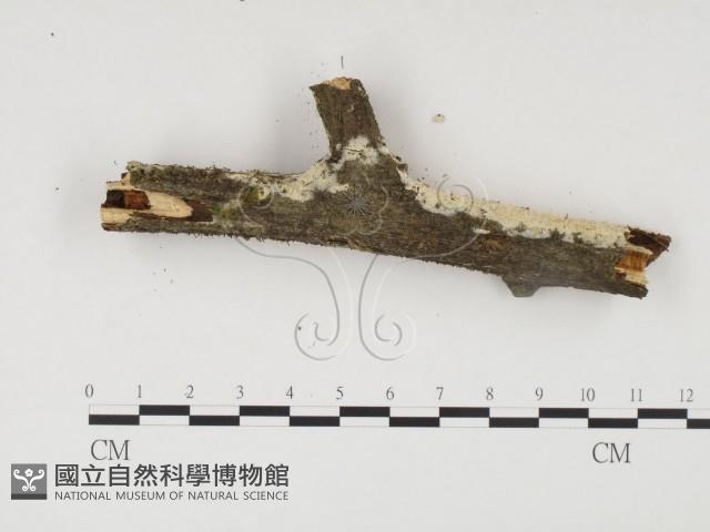 登錄號:F0017069藏品圖，第3張