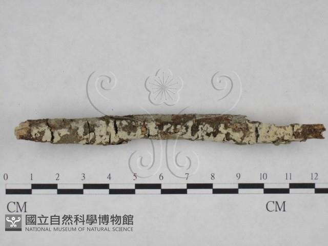 登錄號:F0025069藏品圖，第4張