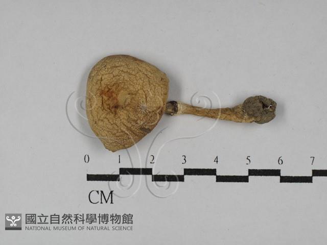 四孢蘑菇藏品圖，第3張