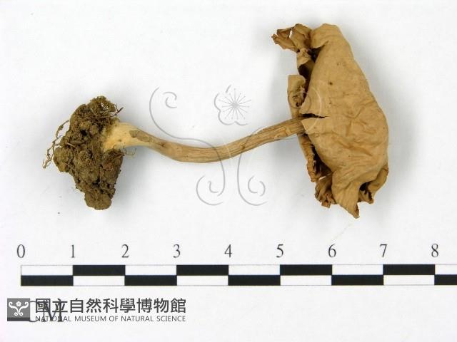 登錄號:F0023069藏品圖，第3張
