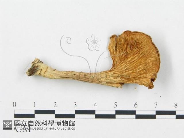 登錄號:F0013069藏品圖，第3張
