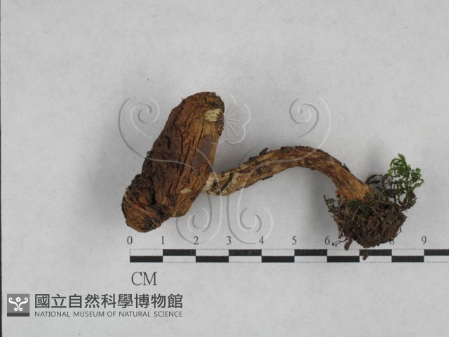 登錄號:F0028369藏品圖，第3張