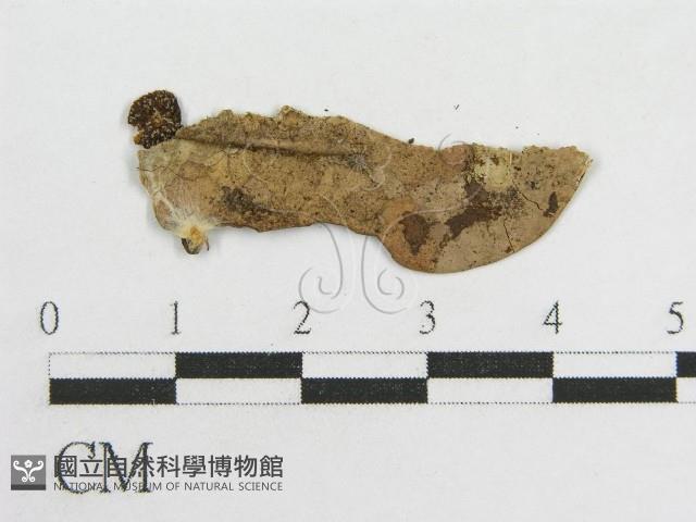 粉褶菌屬藏品圖，第3張